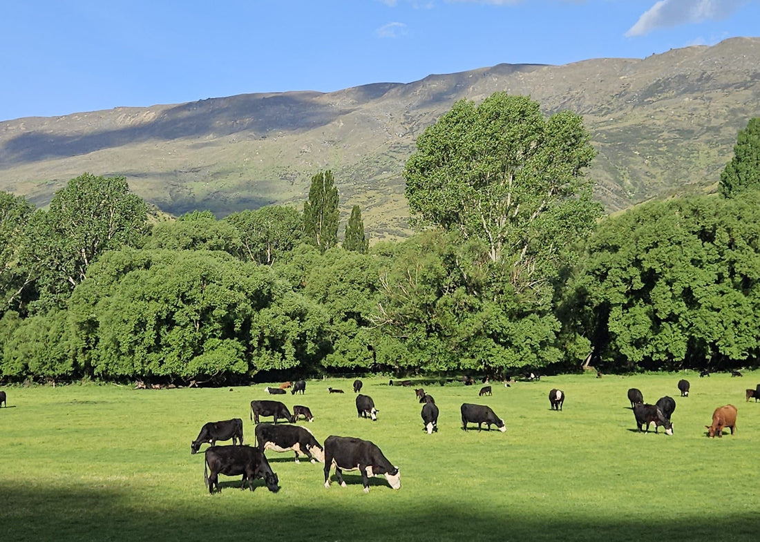 What Makes New Zealand Bone Broth Worth It