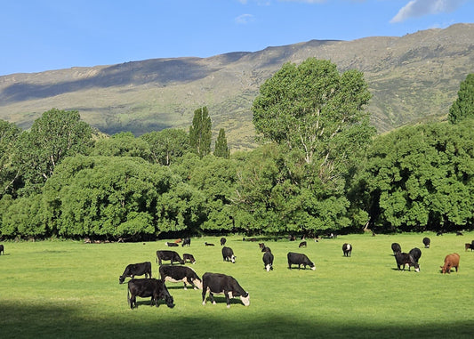 What Makes New Zealand Bone Broth Worth It