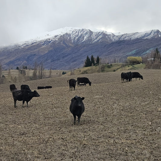Why New Zealand Grass-Fed Bone Broth Stands Above the Rest